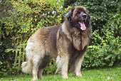 DOG 05 JE0059 01
Leonberger Standing On Grass