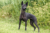 DOG 05 JE0060 01
Mexican Hairless Dog Standing On Grass