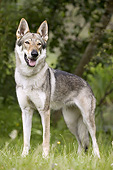 DOG 05 JE0061 01
Czechoslovakian Wolfdog Standing On Grass