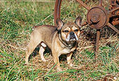 DOG 05 JN0001 01
French Bulldog Standing On Grass By Old Rusty Wheel