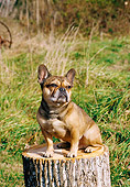 DOG 05 JN0005 01
French Bulldog Sitting On Stump