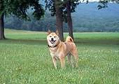 DOG 05 JN0007 01
Shiba Inu Standing On Grass Field