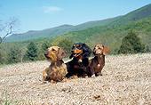 DOG 05 JN0009 01
Three Dachshunds Sitting In Dry Grass Field By Hills