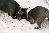 DOG 05 JN0010 01
Close-Up Of Two French Bulldogs Digging Hole In Sand