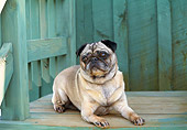 DOG 05 JN0015 01
Pug Resting On Wooden Deck