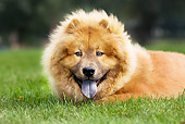 DOG 05 JS0001 01
Close-Up Head Shot Of Chow Chow Laying On Grass