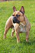 DOG 05 JS0002 01
French Bulldog Standing On Grass