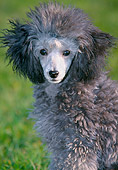 DOG 05 JS0003 01
Portrait Of Silver Toy Poodle Sitting On Grass
