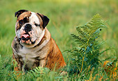 DOG 05 KH0018 01
English Bulldog Sitting On Grass Field