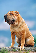 DOG 05 KH0021 01
Shar Pei Sitting On Rock