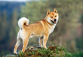 DOG 05 KH0022 01
Shiba Inu Standing On Rock Profile