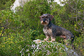 DOG 05 KH0028 01
Wirehaired Dachshund Standing On Rock Regional Natural Park Of The Alpilles, France