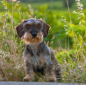 DOG 05 KH0032 01
Wirehaired Dachshund Standing In Wild Oats Along Road Vaucluse, France