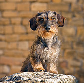 DOG 05 KH0033 01
Wirehaired Dachshund Sitting On Rock In Ruins Of Castle Vaucluse, France
