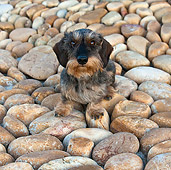 DOG 05 KH0034 01
Wirehaired Dachshund Sitting On Stones Vaucluse, France