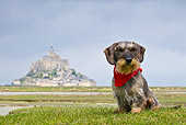 DOG 05 KH0035 01
Wirehaired Dachshund With Bandana Sitting In Front Of Mont Saint-Michel In Normandy, France