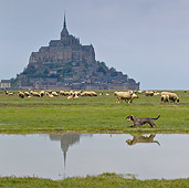 DOG 05 KH0039 01
Wirehaired Dachshund Running By Grevine Sheep And Mont Saint-Michel In Normandy, France