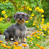 DOG 05 KH0040 01
Wirehaired Dachshund Sitting In Spring Garden In Brittany, France