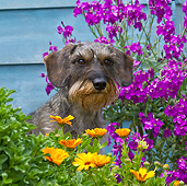 DOG 05 KH0041 01
Wirehaired Dachshund Sitting In Spring Garden By House In Brittany, France