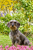 DOG 05 KH0042 01
Wirehaired Dachshund Sitting By Flower Petals In Spring Garden In Brittany, France