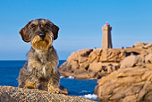 DOG 05 KH0043 01
Wirehaired Dachshund Sitting In Front Of Ploumanac'h Lighthouse In Brittany, France