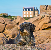 DOG 05 KH0044 01
Wirehaired Dachshund Laying On Rock In Front Of Men Ru Lighthouse In Brittany, France