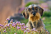 DOG 05 KH0046 01
Wirehaired Dachshund Sitting By Pink Flowers In Brittany, France