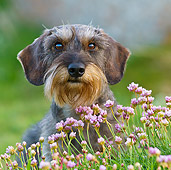 DOG 05 KH0047 01
Wirehaired Dachshund Sitting By Pink Flowers In Brittany, France