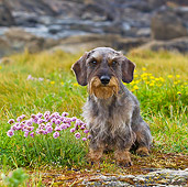 DOG 05 KH0048 01
Wirehaired Dachshund Sitting By Pink And Yellow Flowers In Brittany, France