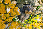 DOG 05 KH0049 01
Wirehaired Dachshund Sitting In Stone Wall With Yellow Lichens In Brittany, France