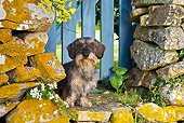 DOG 05 KH0050 01
Wirehaired Dachshund Sitting By Stone Wall With Yellow Lichens In Brittany, France