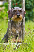 DOG 05 KH0051 01
Wirehaired Dachshund Peeking Through Old Fence In Brittany, France
