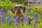 DOG 05 KH0052 01
Wirehaired Dachshund Sitting By Bluebells In Brittany, France