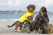 DOG 05 KH0054 01
Wirehaired Dachshund In Yellow Raincoat Leaning On Rock With Mussels In Brittany, France
