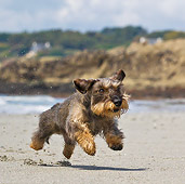 DOG 05 KH0056 01
Wirehaired Dachshund Running On Beach In Brittany, France