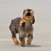 DOG 05 KH0059 01
Wirehaired Dachshund Running And Barking On Beach In Brittany, France