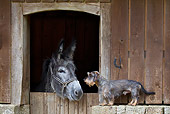 DOG 05 KH0060 01
Wirehaired Dachshund Face To Face With Donkey In Stable France