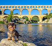 DOG 05 KH0061 01
Wirehaired Dachshund Standing In Front Of Pont du Gard Aqueduct