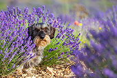 DOG 05 KH0062 01
Wirehaired Dachshund Sitting In Lavender Field Drome Provence, France