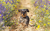 DOG 05 KH0068 01
Wirehaired Dachshund Running Through Lavender Field Drome Provence, France