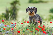 DOG 05 KH0069 01
Wirehaired Dachshund Standing In Field Dotted With Poppies Drome Provence, France
