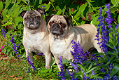 DOG 05 LS0009 01
Two Pugs Standing In Violet Autumn Flowers