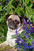 DOG 05 LS0010 01
Portrait Of Pug Laying In Violet Autumn Flowers