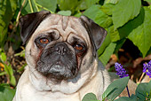 DOG 05 LS0011 01
Head Shot Of Pug Sitting In Violet Autumn Flowers