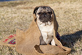 DOG 05 LS0012 01
Pug Sitting In Burlap Bag On Dry Grass