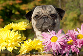 DOG 05 LS0013 01
Female Pug Sitting In Basket With Yellow And Pink Chrysanthemums