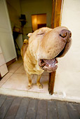 DOG 05 MH0001 01
Head Shot Of Shar-Pei Standing In Doorway Yawning