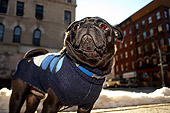 DOG 05 MQ0005 01
Black Pug Wearing Sweater On Leash In Manhattan New York