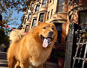 DOG 05 MQ0007 01
Chow Chow Walking In By Building Trees New York