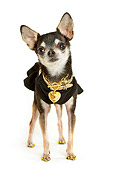 DOG 05 MQ0073 01
Humorous Black And White Chihuahua Wearing Black Shirt And Gold Chains On White Background